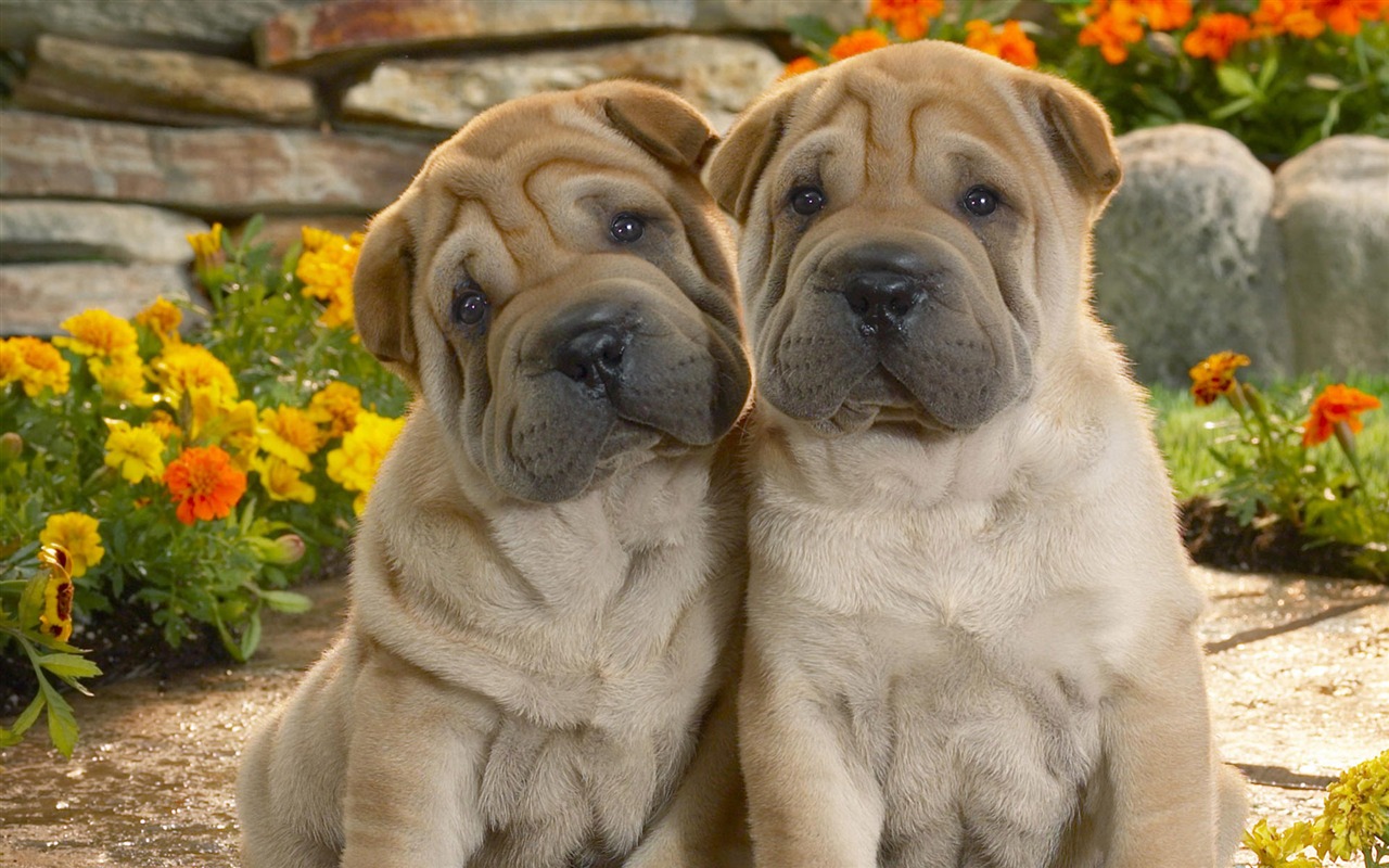 HD wallpaper cute dog #12 - 1280x800