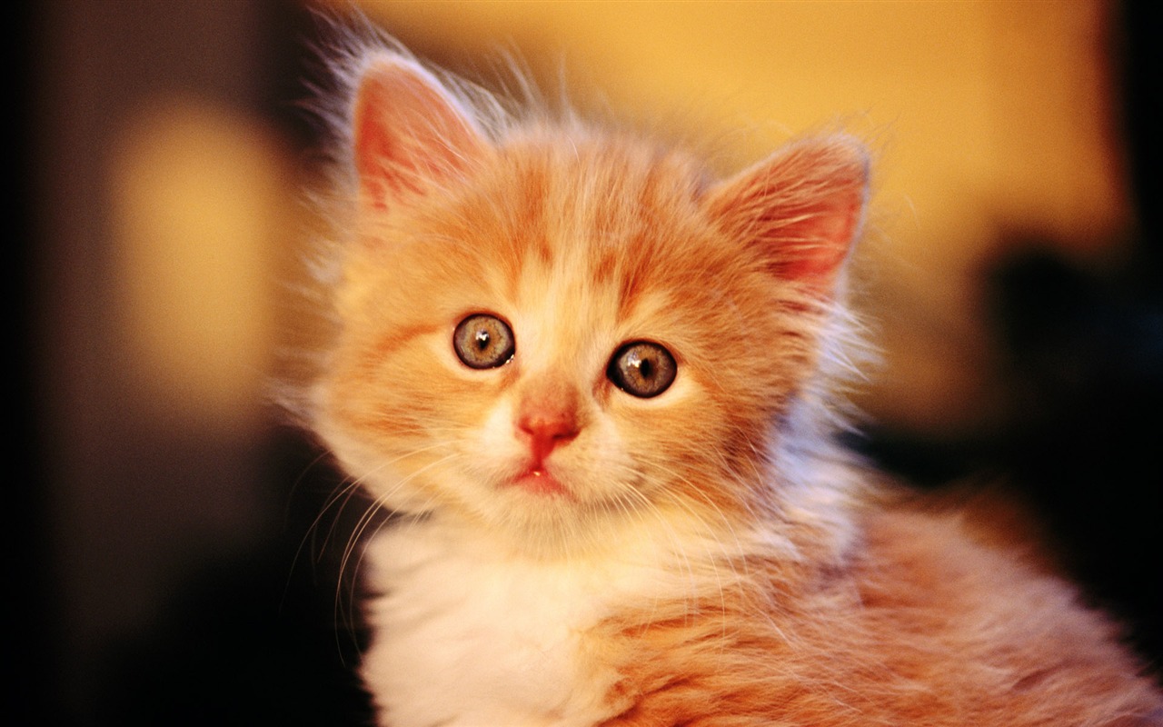 HD Wallpaper cute cat Foto #1 - 1280x800