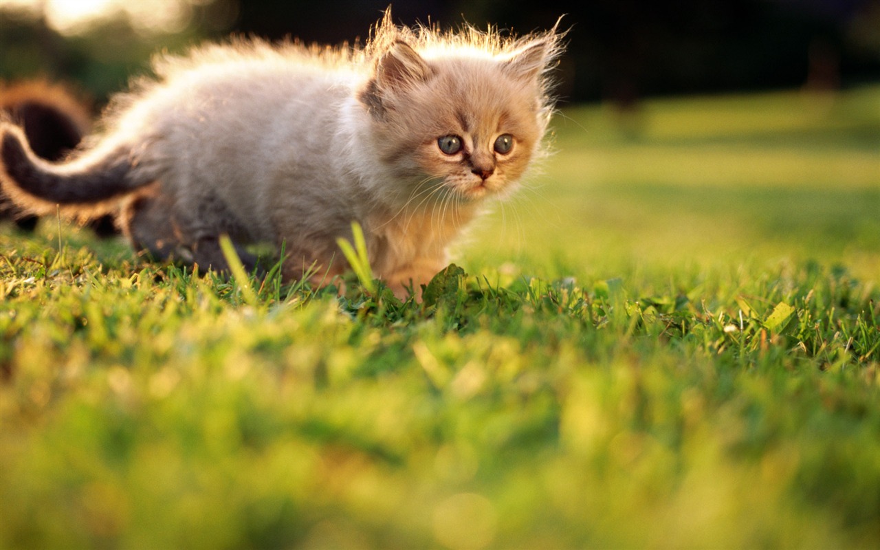 HD wallpaper cute cat photo #14 - 1280x800