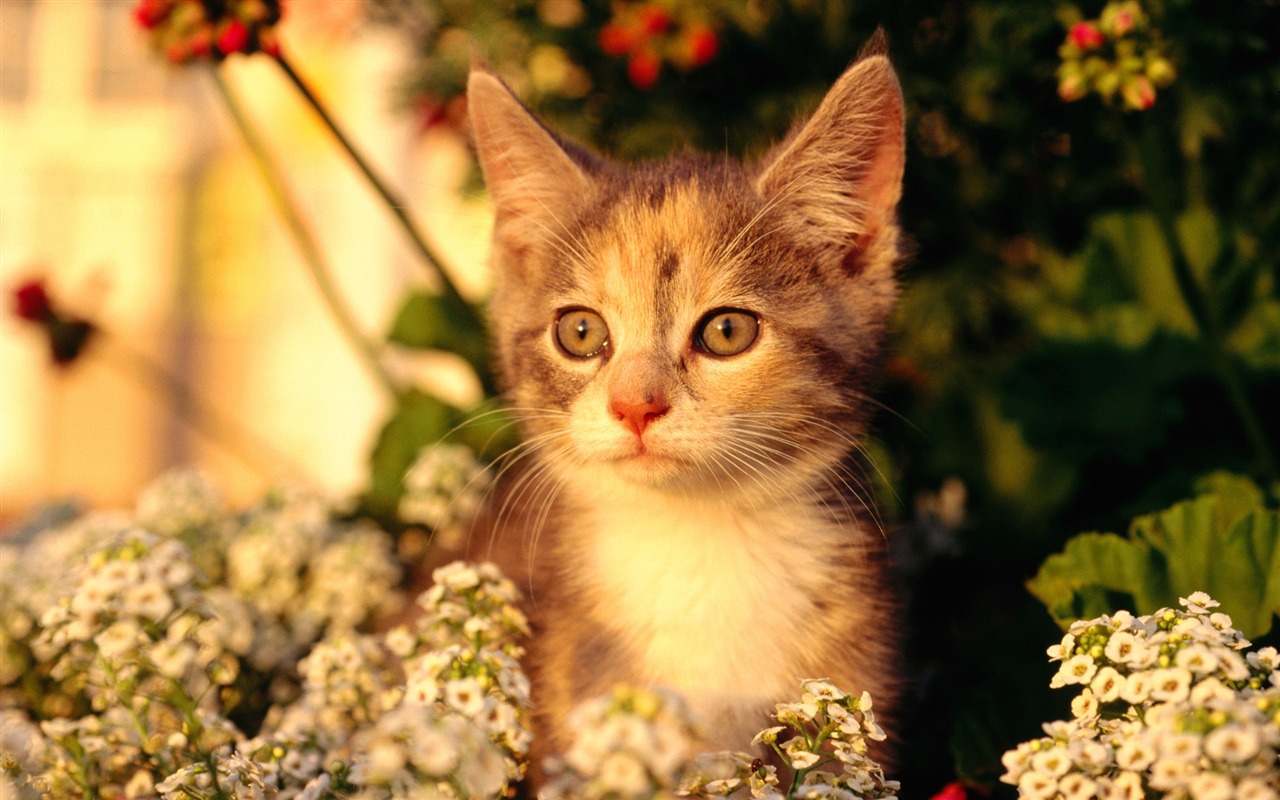 HD fotografía de fondo lindo gatito #21 - 1280x800