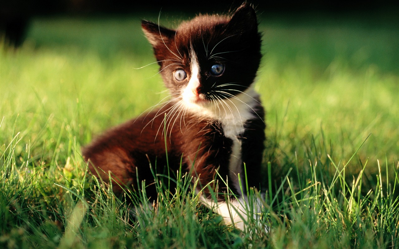 HD fotografía de fondo lindo gatito #24 - 1280x800