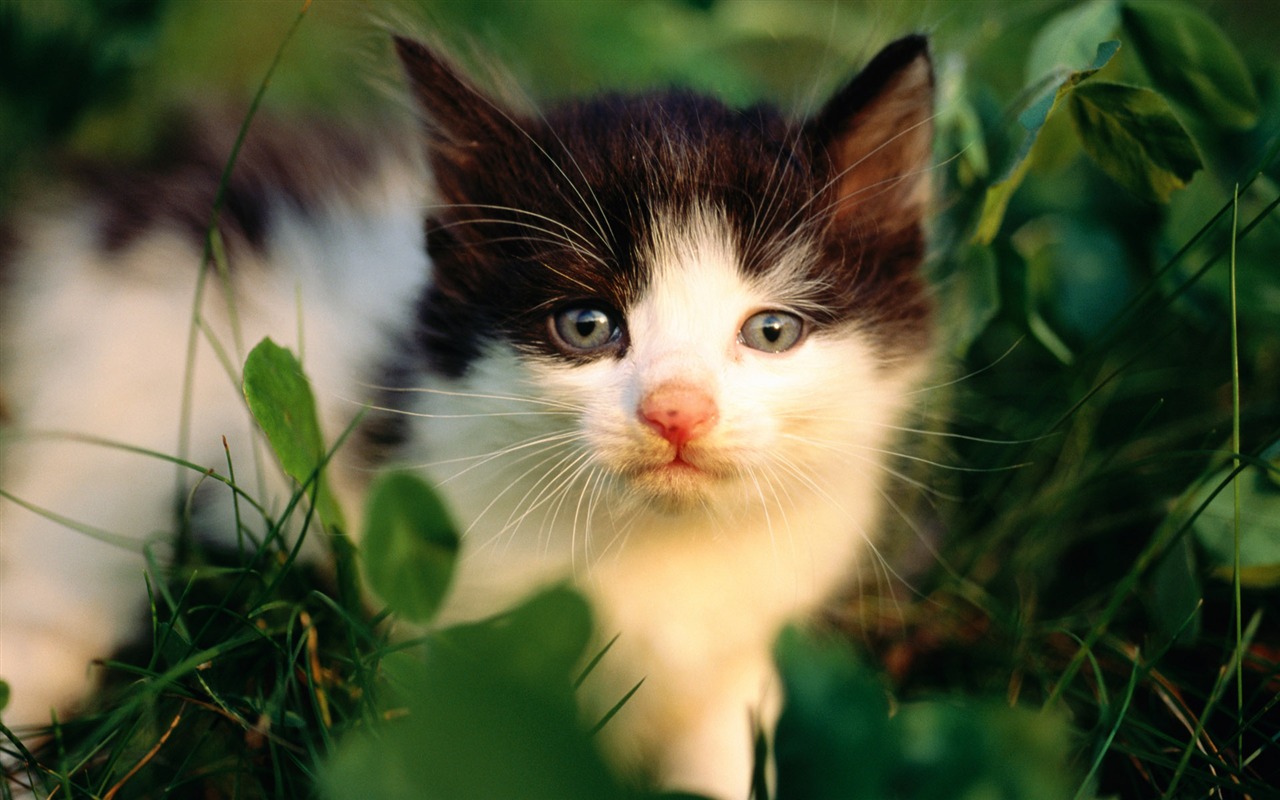 의 HD 벽지 귀여운 고양이 사진 #25 - 1280x800
