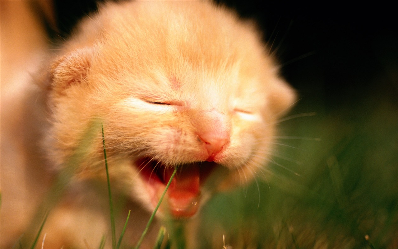 HD wallpaper cute cat photo #29 - 1280x800