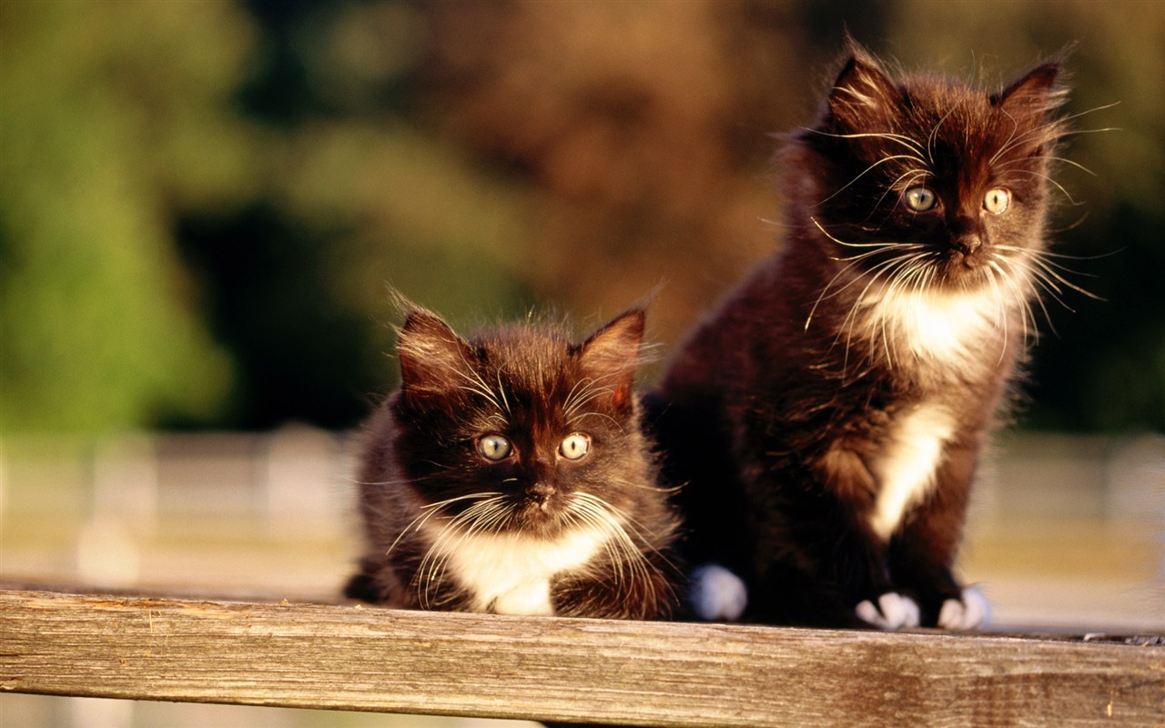 HD wallpaper cute cat photo #30 - 1280x800