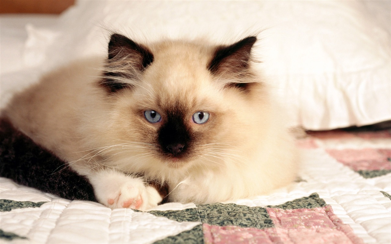 의 HD 벽지 귀여운 고양이 사진 #33 - 1280x800