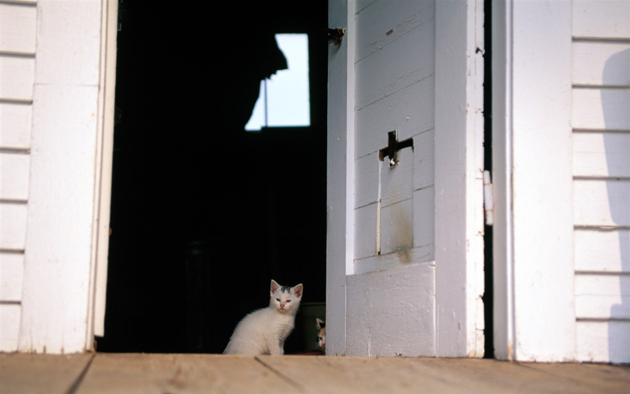 의 HD 벽지 귀여운 고양이 사진 #36 - 1280x800
