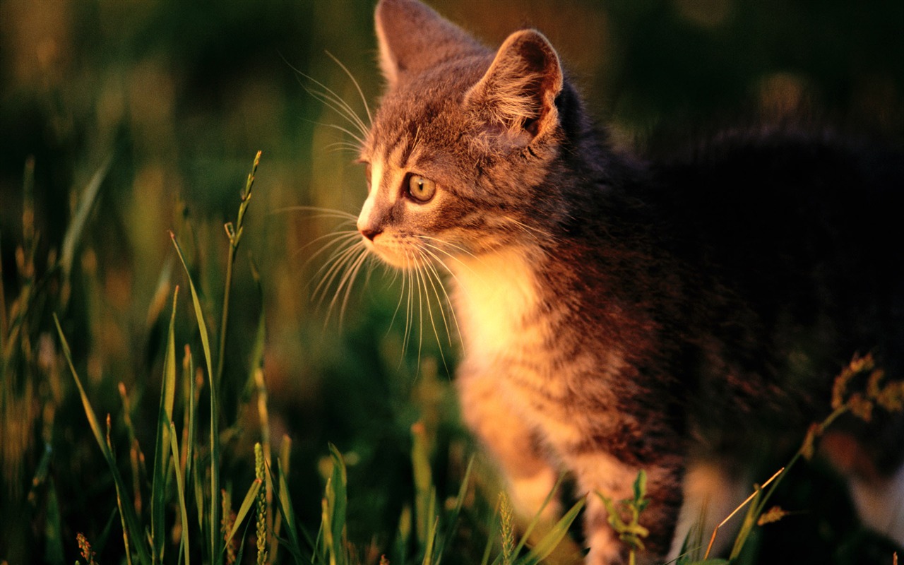 HD fotografía de fondo lindo gatito #40 - 1280x800