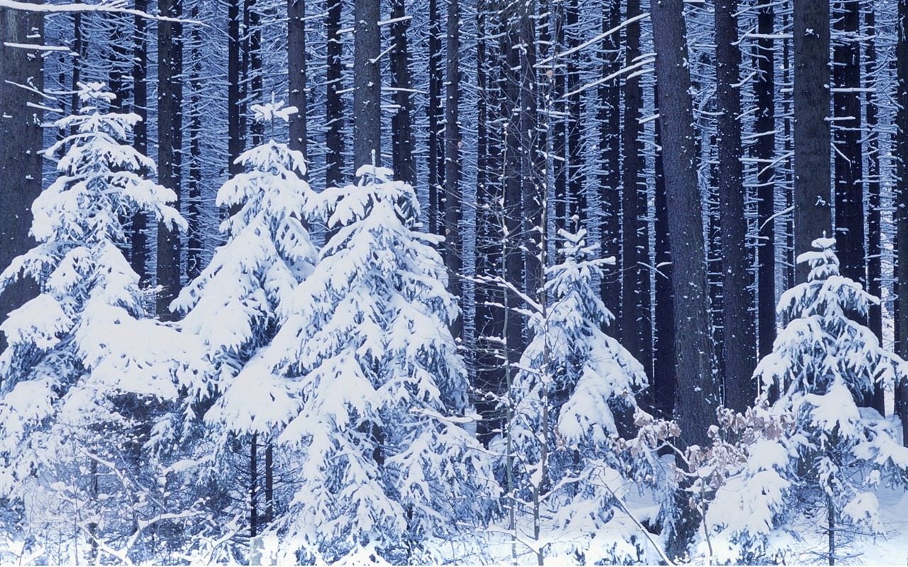 Nejlepší Tapety na plochu (2) #5 - 1280x800