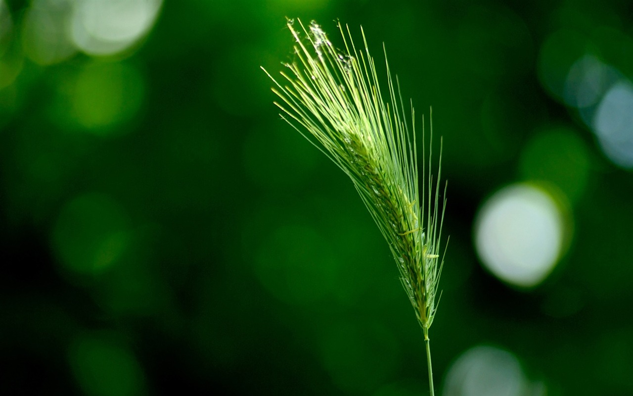 Širokoúhlé tapety kolekce #5 - 1280x800