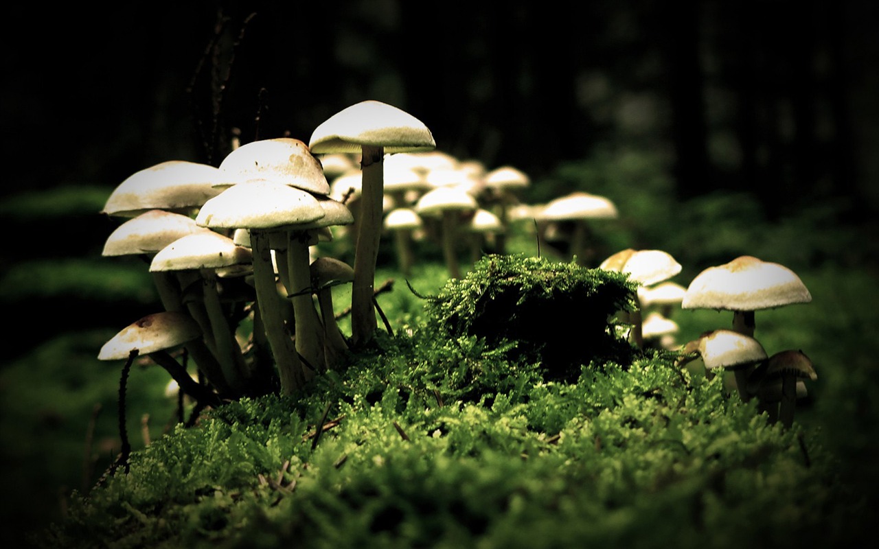 Širokoúhlé tapety kolekce #14 - 1280x800