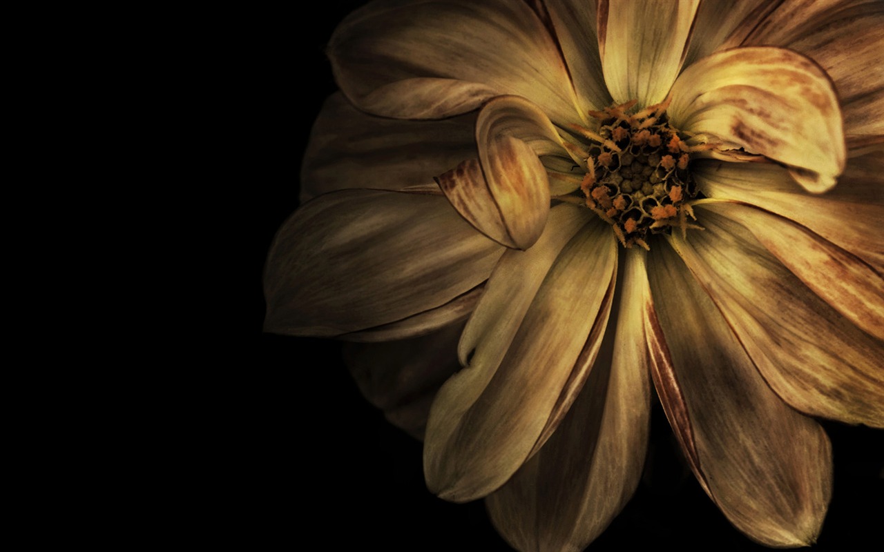 Širokoúhlé tapety kolekce #18 - 1280x800