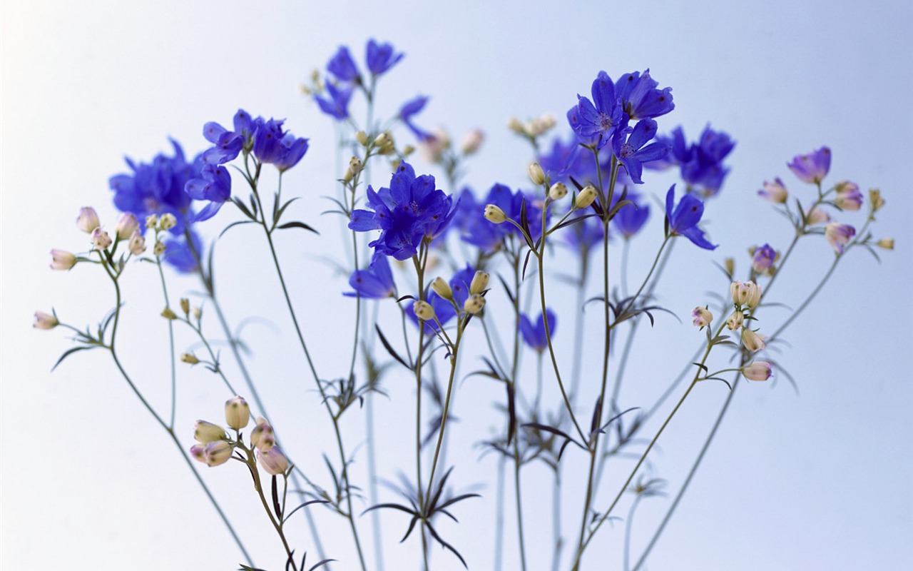 Room, exquisite flower wallpaper #7 - 1280x800