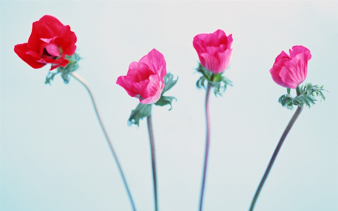 Room, exquisite flower wallpaper #20 - 1280x800