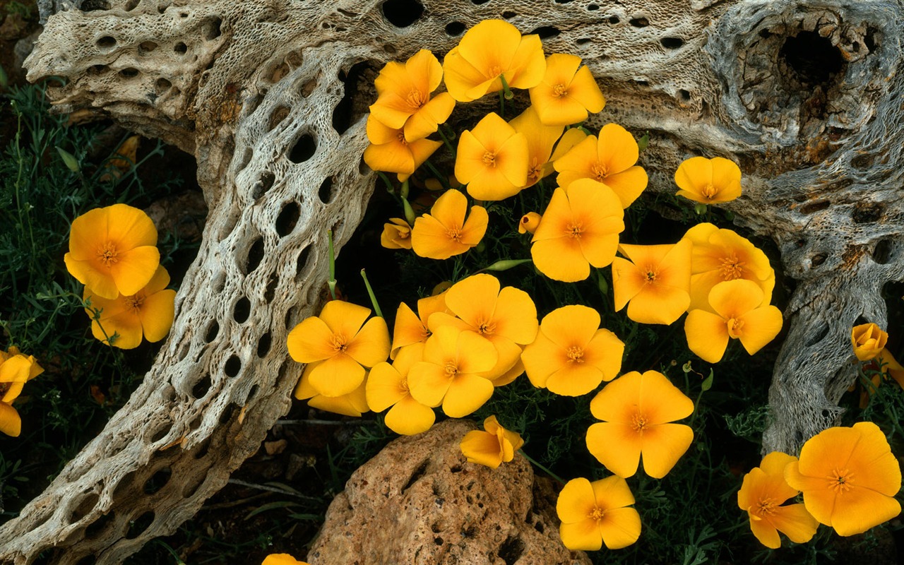 HD wallpaper květiny v plném květu #6 - 1280x800