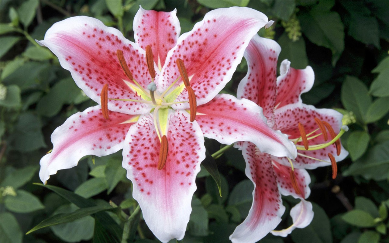 HD wallpaper flowers in full bloom #14 - 1280x800