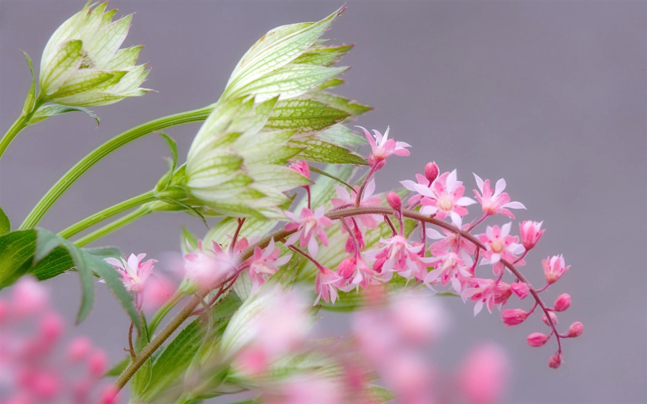 HD wallpaper květiny v plném květu #17 - 1280x800