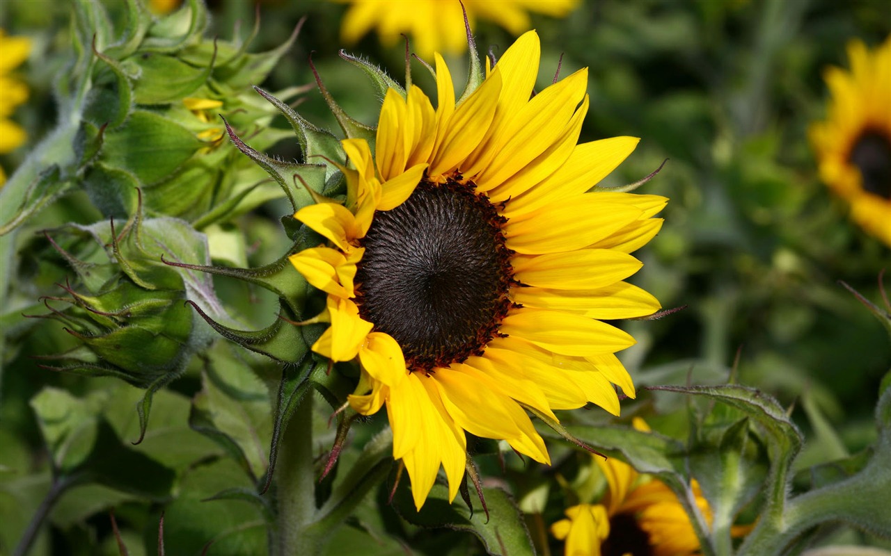 HD wallpaper flowers in full bloom #19 - 1280x800