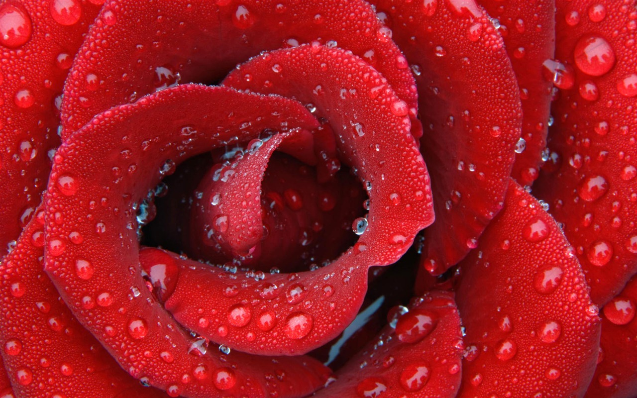 HD wallpaper květiny v plném květu #26 - 1280x800