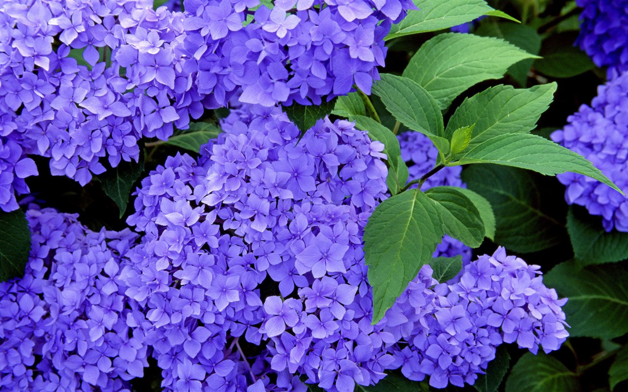 HD wallpaper květiny v plném květu #30 - 1280x800