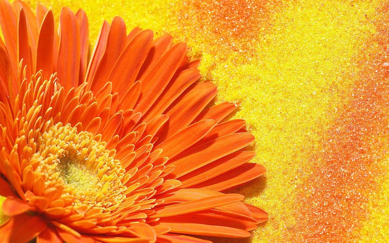 HD wallpaper flowers in full bloom #35 - 1280x800