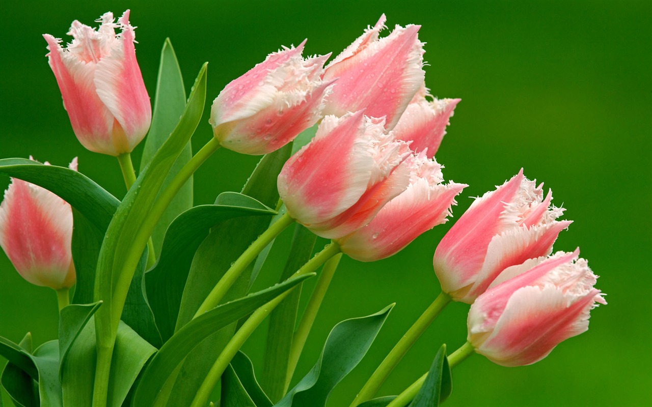 HD wallpaper květiny v plném květu #40 - 1280x800