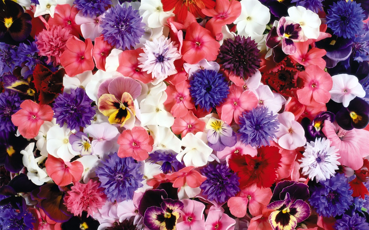 아름다운 꽃으로 배경 화면을 둘러싸 #1 - 1280x800