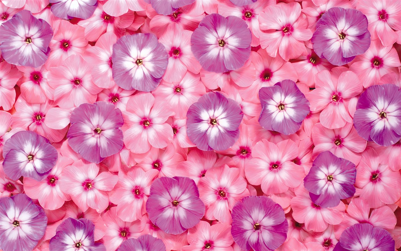 아름다운 꽃으로 배경 화면을 둘러싸 #5 - 1280x800