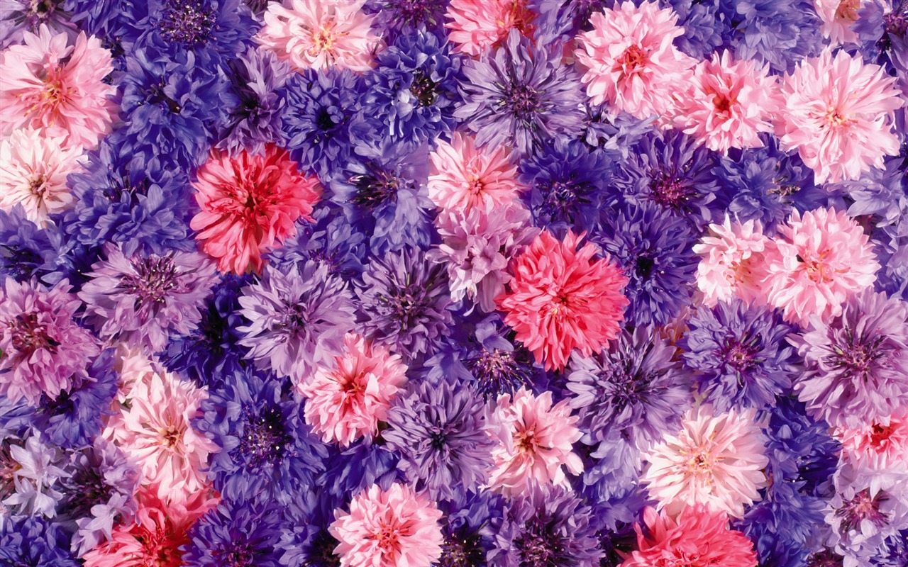 Obklopen ohromující květiny tapety #15 - 1280x800