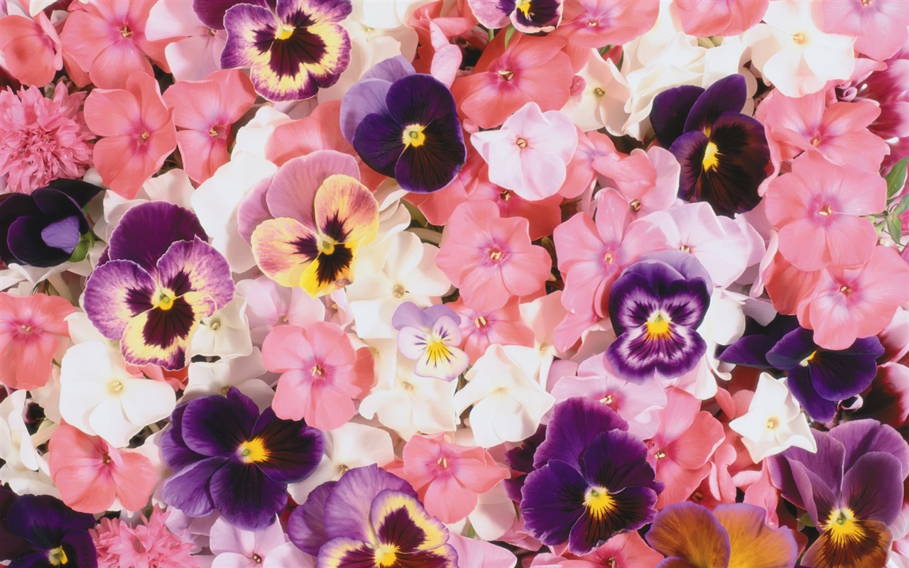 Surrounded by stunning flowers wallpaper #19 - 1280x800