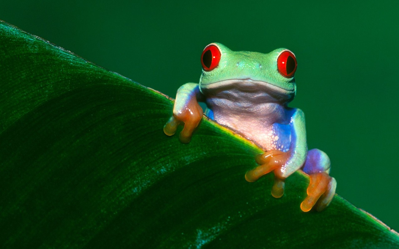 Kouzelný Tapety Svět zvířat #21 - 1280x800