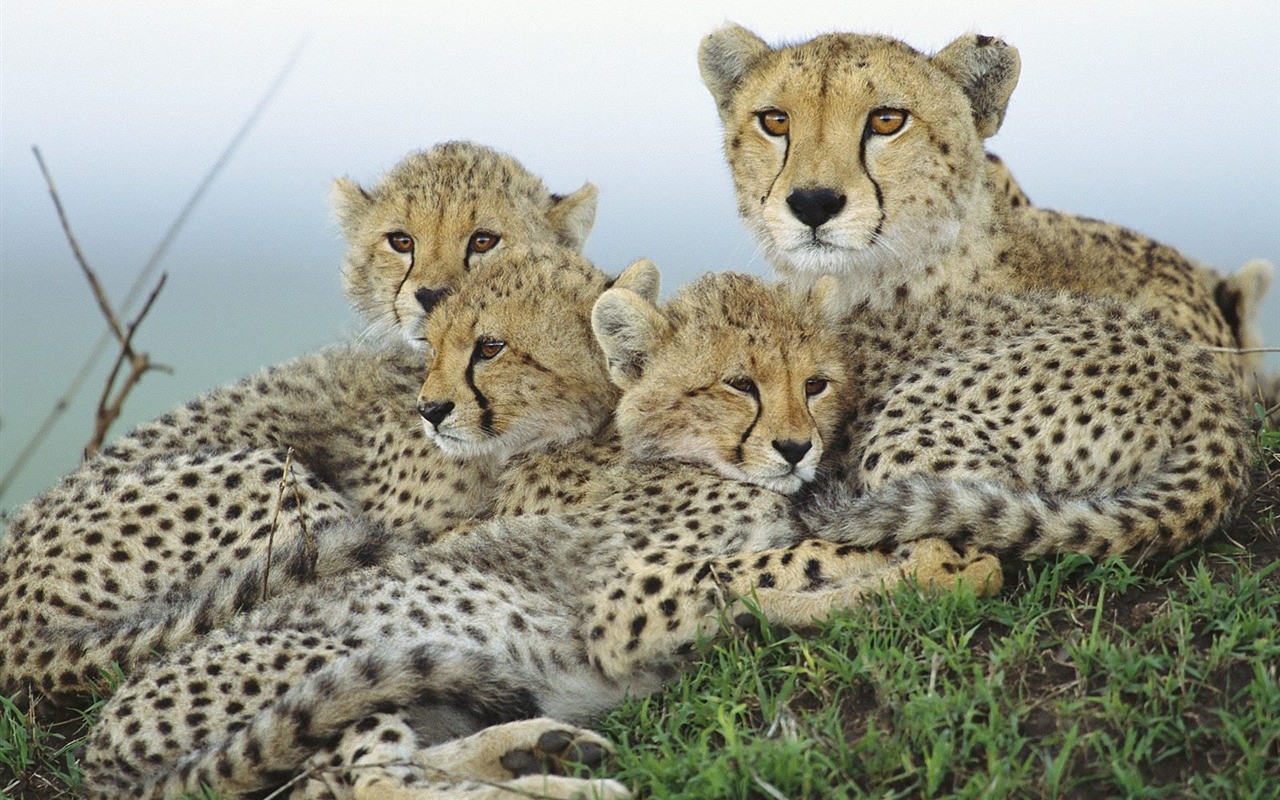 Wonderful World Animal Wallpapers #23 - 1280x800