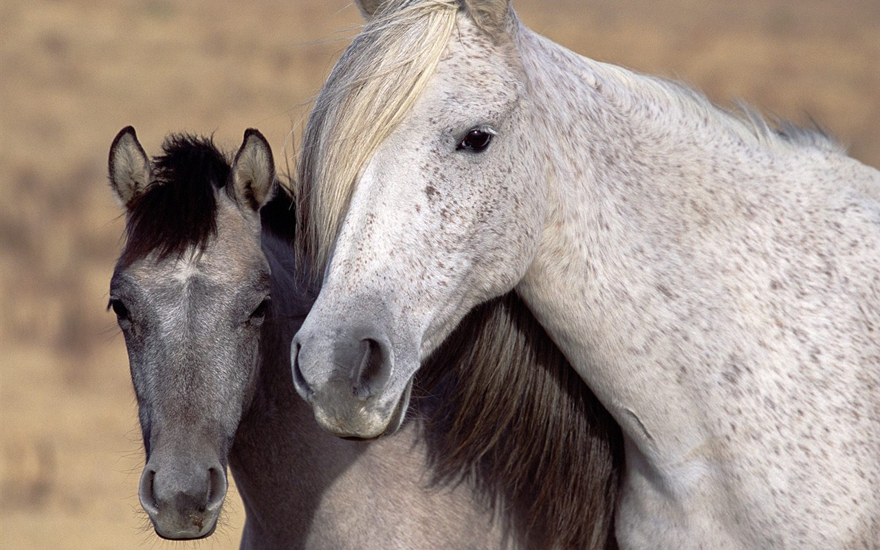 Magnifique écran mondiale des animaux #28 - 1280x800