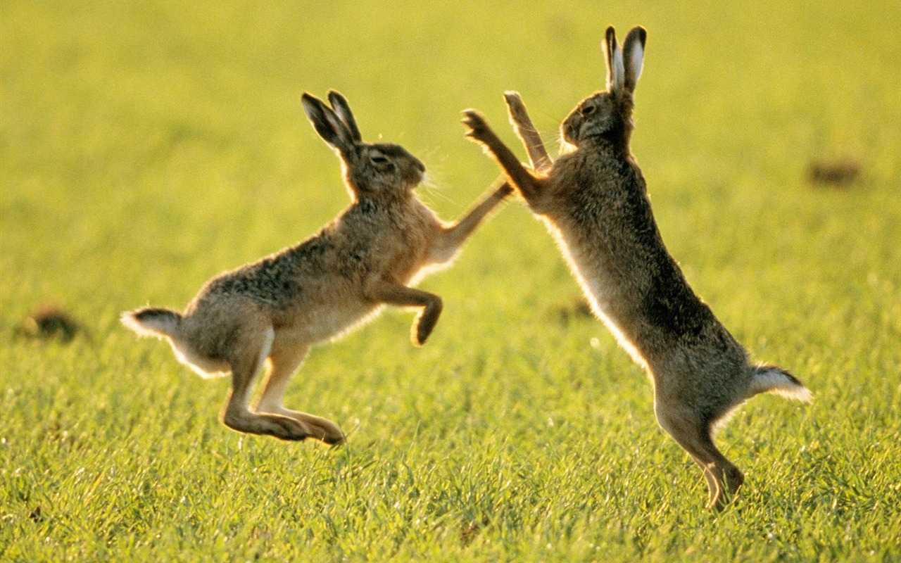 Magnifique écran mondiale des animaux #29 - 1280x800