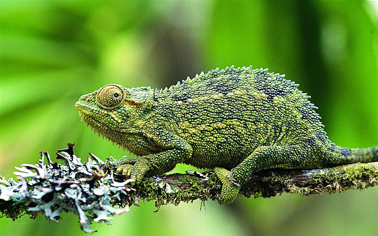 HD lizard wallpaper albums #6 - 1280x800