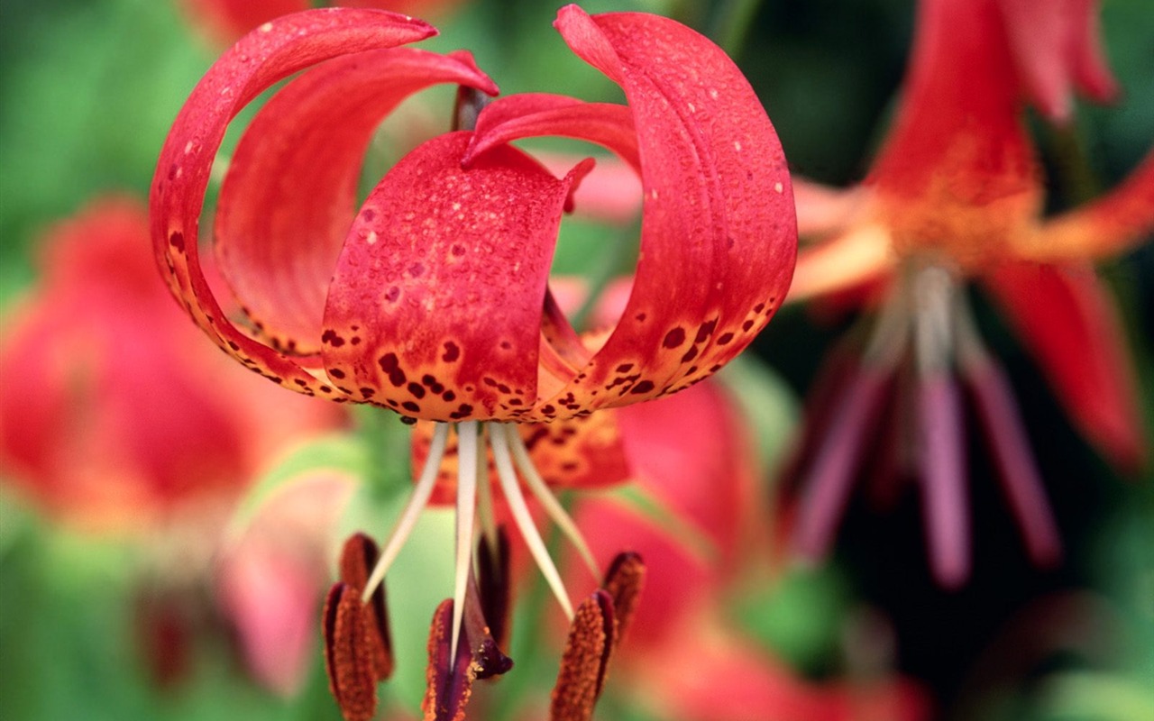 Flowers close-up (5) #15 - 1280x800