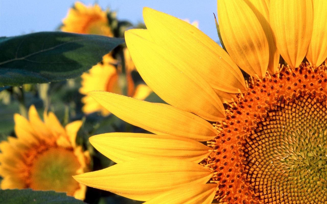 Flowers close-up (5) #20 - 1280x800