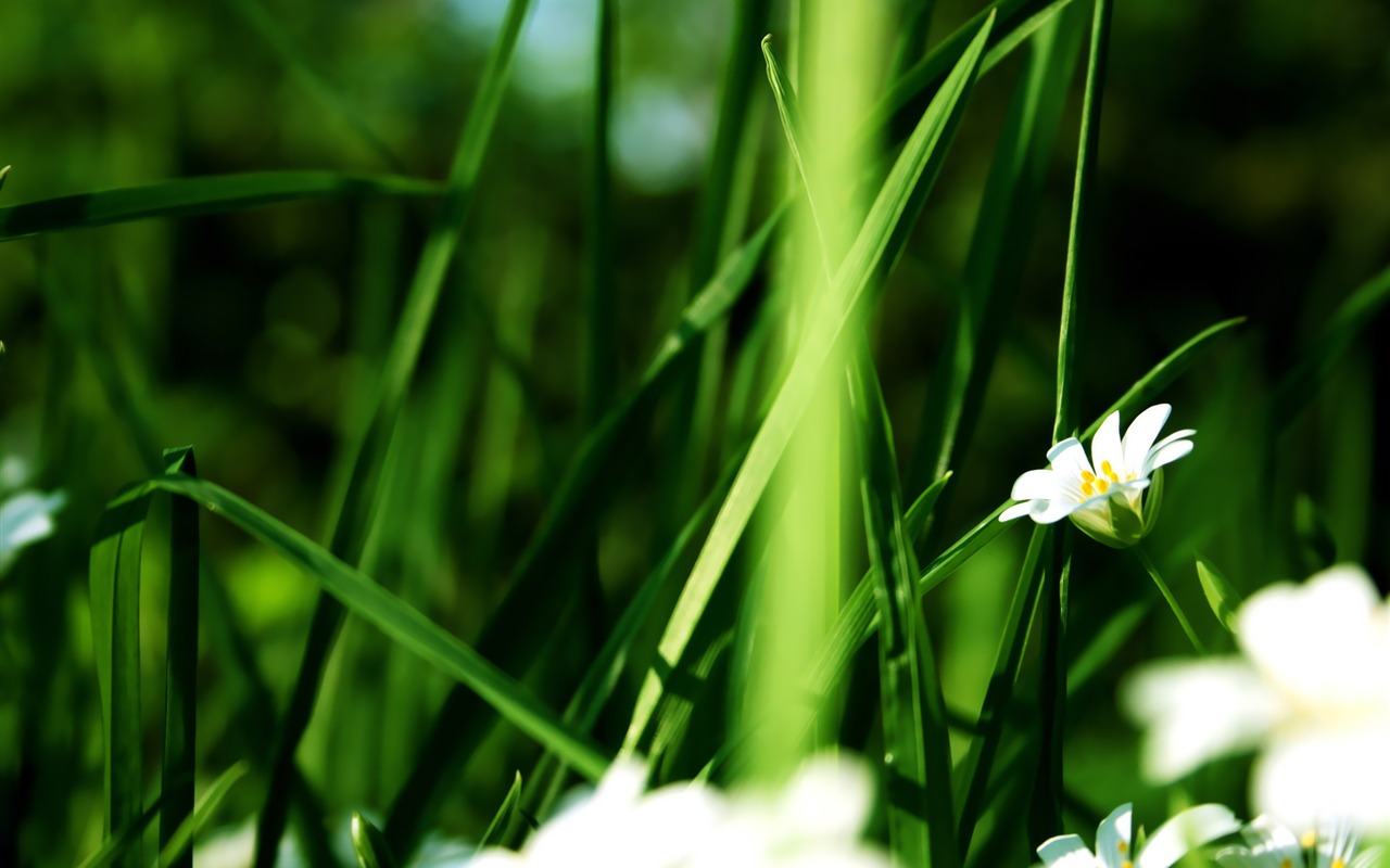Širokoúhlý HD tapety rostliny #2 - 1280x800