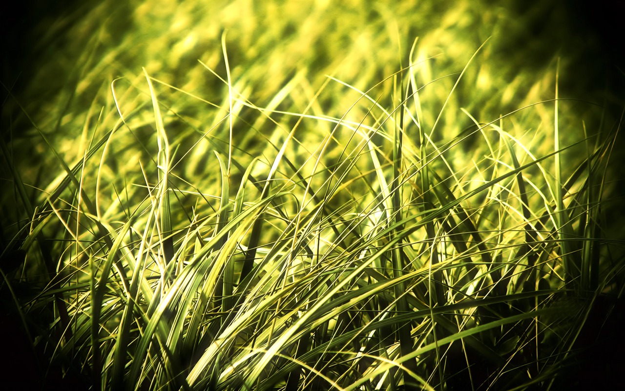 寬屏高清植物壁紙 #10 - 1280x800