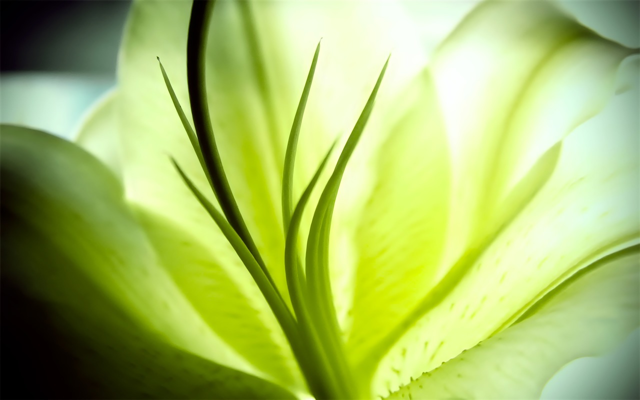 寬屏高清植物壁紙 #15 - 1280x800