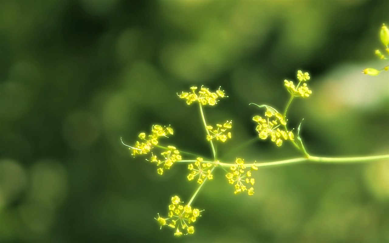 Widescreen HD wallpapers plantes #22 - 1280x800