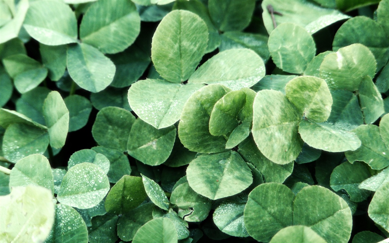 寬屏高清植物壁紙 #24 - 1280x800