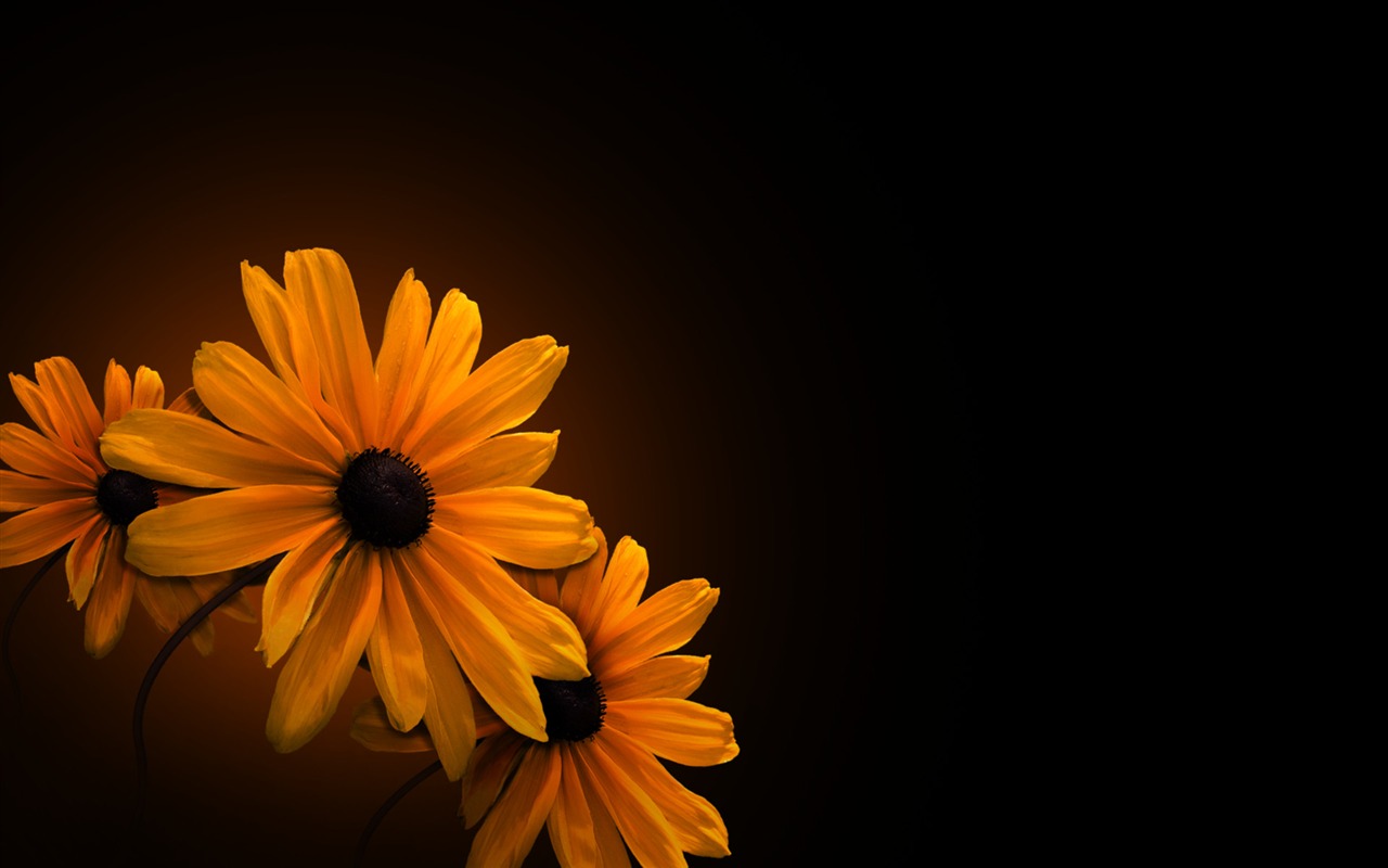 Widescreen HD wallpapers Plants #28 - 1280x800