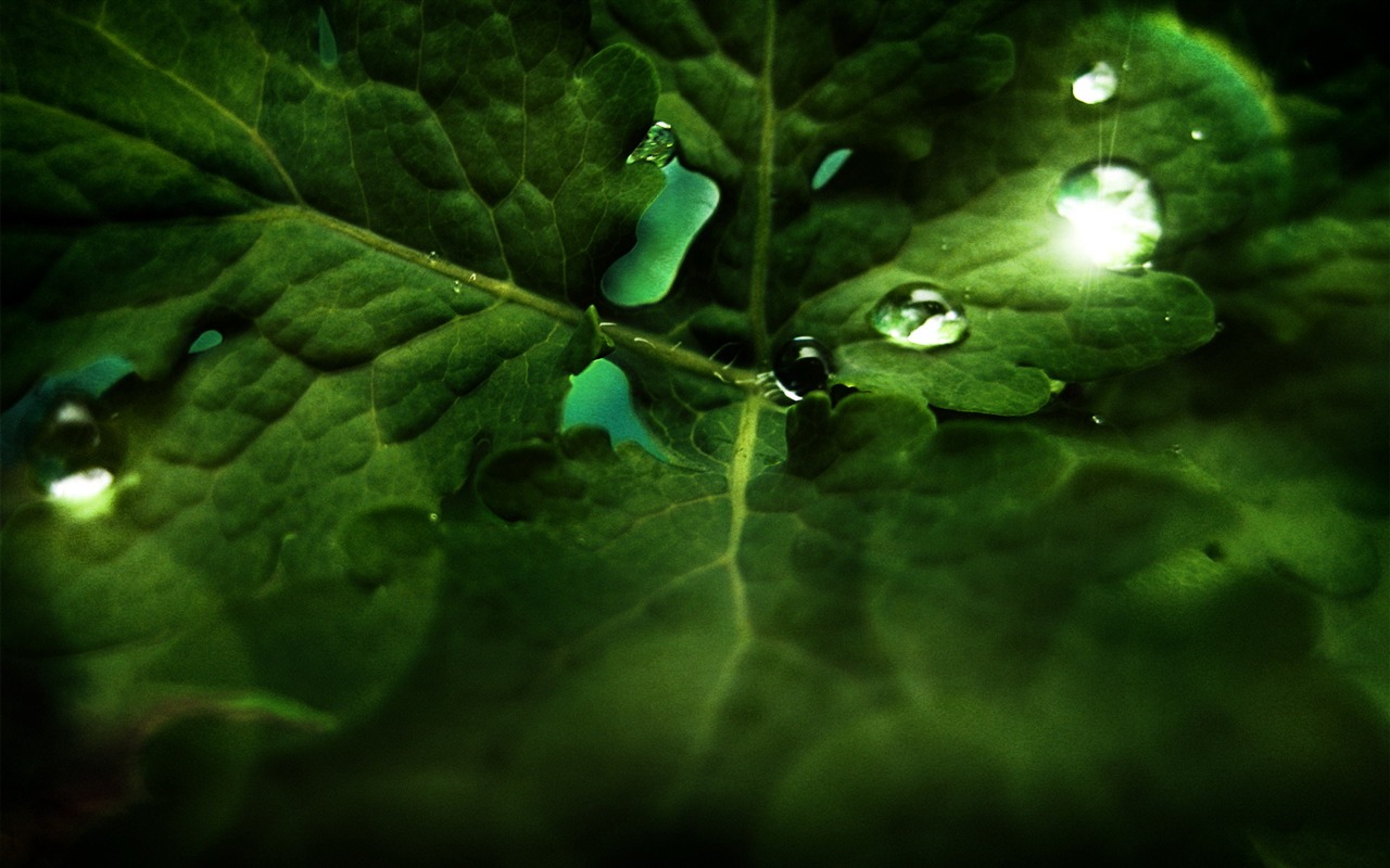 寬屏高清植物壁紙 #29 - 1280x800