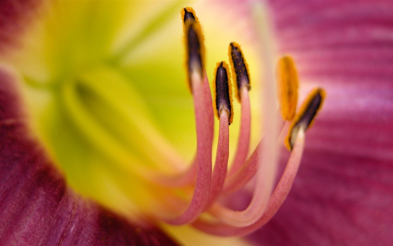 寬屏高清植物壁紙 #30 - 1280x800