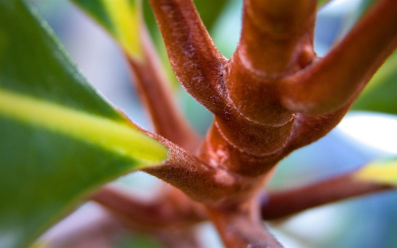 宽屏高清植物壁纸31 - 1280x800