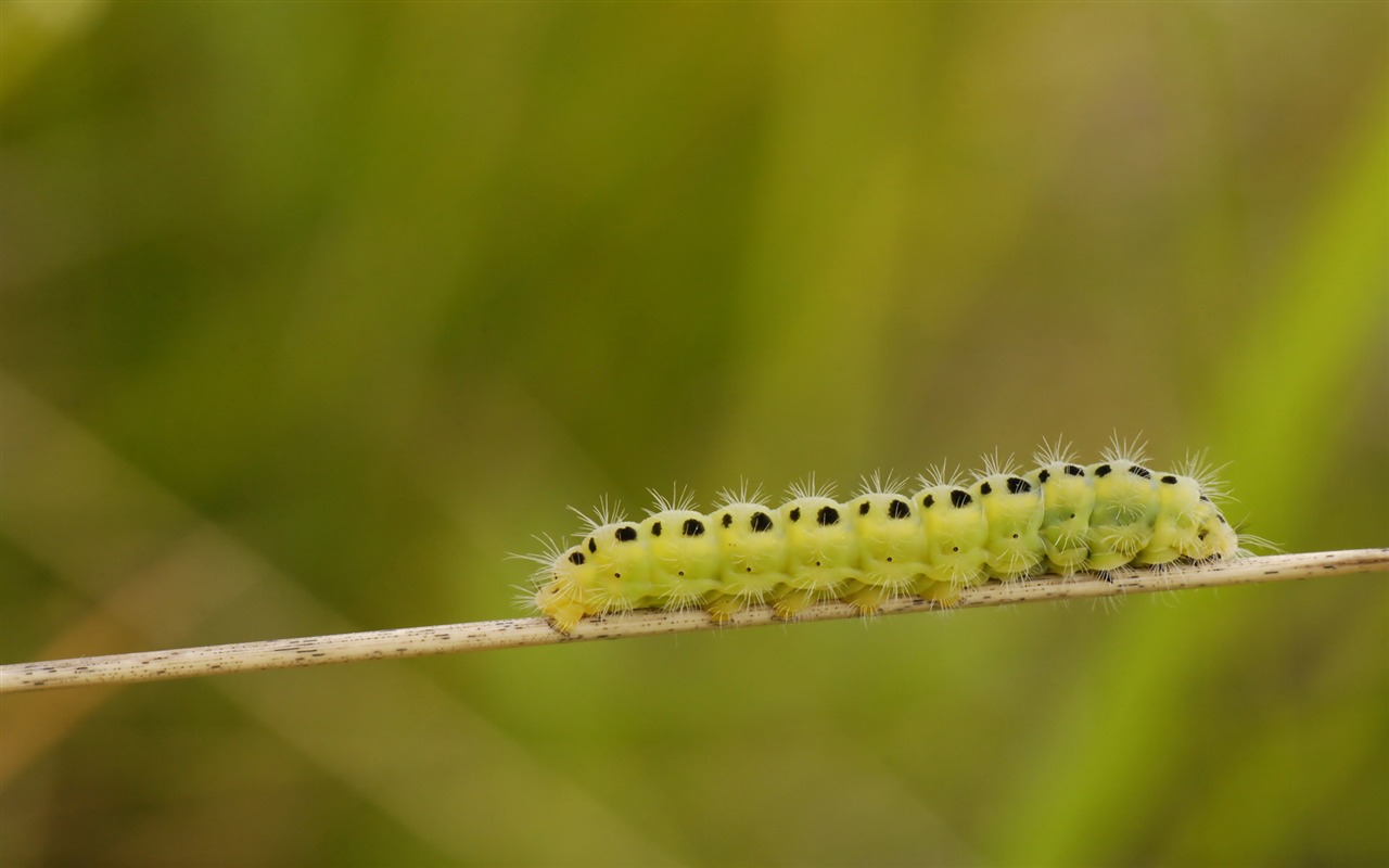 寬屏高清植物壁紙 #32 - 1280x800