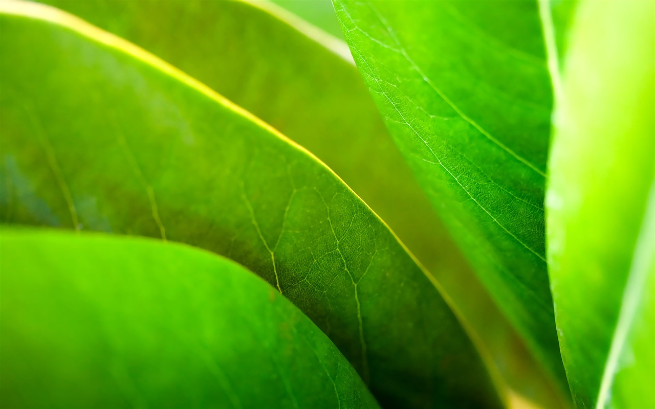 寬屏高清植物壁紙 #34 - 1280x800