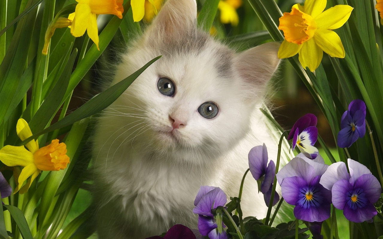 Webshots動物壁紙(三) #17 - 1280x800