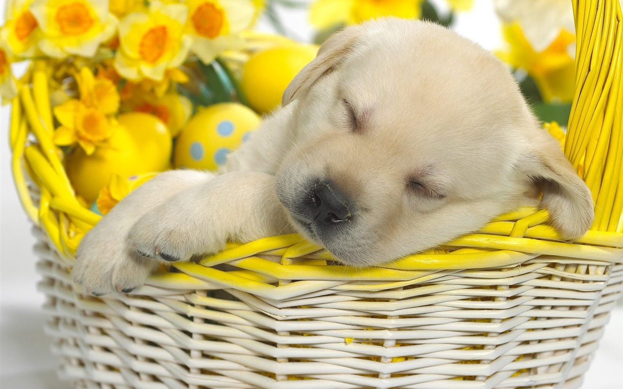 Webshots Animal Wallpapers (3) #18 - 1280x800
