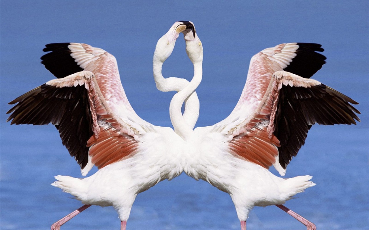Webshots動物壁紙(三) #21 - 1280x800